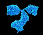Antibody 2