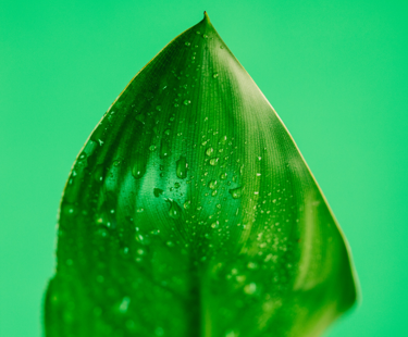 Eco-Marks on Notice: An Operational Checklist for EU Trade Mark Compliance