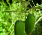 Dark Green Jalapeno Pepper